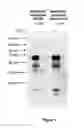 Fig. 02 - FOXC1 ANTIBODIES AND METHODS OF THEIR USE