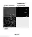 Fig. 03 - FOXC1 ANTIBODIES AND METHODS OF THEIR USE