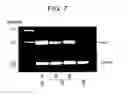 Fig. 13 - T. CRUZI-DERIVED NEUROTROPHIC AGENTS AND METHODS OF USE THEREFOR