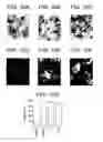 Fig. 18 - T. CRUZI-DERIVED NEUROTROPHIC AGENTS AND METHODS OF USE THEREFOR