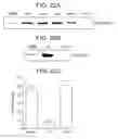Fig. 33 - T. CRUZI-DERIVED NEUROTROPHIC AGENTS AND METHODS OF USE THEREFOR