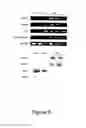 Fig. 09 - METHODS AND COMPOSITIONS FOR CELL THERAPY