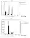 Fig. 22 - Promoters exhibiting endothelial cell specificity and methods of using same