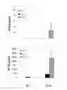Fig. 01 - COMPOSITIONS AND METHODS AND USES RELATED THERETO
