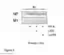 Fig. 06 - COMPOSITIONS AND METHODS AND USES RELATED THERETO