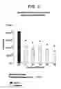 Fig. 04 - Co-enzyme Q10 formulations and methods of use