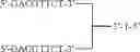 Fig. 47 - MODULATION OF IMMUNOSTIMULATORY PROPERTIES OF OLIGONUCLEOTIDE-BASED COMPOUNDS BY UTILIZING MODIFIED IMMUNOSTIMULATORY DINUCLEOTIDES