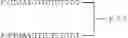 Fig. 75 - MODULATION OF IMMUNOSTIMULATORY PROPERTIES OF OLIGONUCLEOTIDE-BASED COMPOUNDS BY UTILIZING MODIFIED IMMUNOSTIMULATORY DINUCLEOTIDES