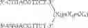 Fig. 90 - MODULATION OF IMMUNOSTIMULATORY PROPERTIES OF OLIGONUCLEOTIDE-BASED COMPOUNDS BY UTILIZING MODIFIED IMMUNOSTIMULATORY DINUCLEOTIDES