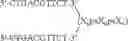 Fig. 92 - MODULATION OF IMMUNOSTIMULATORY PROPERTIES OF OLIGONUCLEOTIDE-BASED COMPOUNDS BY UTILIZING MODIFIED IMMUNOSTIMULATORY DINUCLEOTIDES