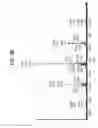 Fig. 05 - Multifunctional antibody conjugates
