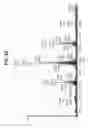 Fig. 06 - Multifunctional antibody conjugates