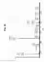Fig. 12 - Multifunctional antibody conjugates