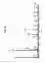Fig. 15 - Multifunctional antibody conjugates