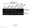 Fig. 08 - Compositions and Methods for Inhibiting an Oncogenic Protein to Enhance Immunogenicity