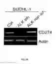 Fig. 09 - Compositions and Methods for Inhibiting an Oncogenic Protein to Enhance Immunogenicity