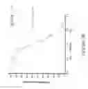 Fig. 09 - ANTIBODIES SPECIFIC FOR DKK-1