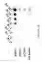 Fig. 16 - ANTIBODIES SPECIFIC FOR DKK-1
