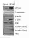 Fig. 08 - Method for screening anticancer agent or SIP1/ZEB2 inhibitor using integrin alpha 5