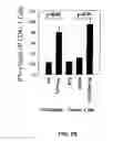 Fig. 32 - EphA2 T cell epitopes and uses therefor