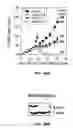 Fig. 33 - EphA2 T cell epitopes and uses therefor