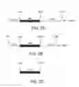 Fig. 06 - CYP1B1 NUCLEIC ACIDS AND METHODS OF USE