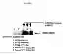 Fig. 04 - USE OF A HOLOTOXIN TO REDUCE ENDOPLASMIC RETICULUM-ASSOCIATED DEGRADATION OF MISFOLDED PROTEINS