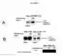 Fig. 05 - USE OF A HOLOTOXIN TO REDUCE ENDOPLASMIC RETICULUM-ASSOCIATED DEGRADATION OF MISFOLDED PROTEINS