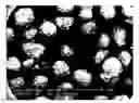 Fig. 01 - Pellets Formulation