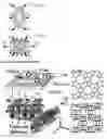 Fig. 01 - ZEOLITE COMPOSITIONS AND METHODS FOR TAILORING ZEOLITE CRYSTAL HABITS WITH GROWTH MODIFIERS