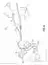 Fig. 06 - VIBRATING DENTAL INSTRUMENTS