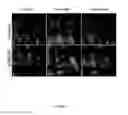 Fig. 06 - CELL IMAGING METHOD FOR VIEWING MICRORNA BIOGENESIS IN THE CELLS