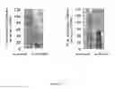 Fig. 07 - CELL IMAGING METHOD FOR VIEWING MICRORNA BIOGENESIS IN THE CELLS