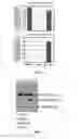 Fig. 02 - METHOD FOR DETECTING FUSION GENE