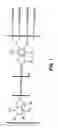 Fig. 02 - Multivalent fluorescent probes