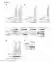 Fig. 05 - Methods and uses of KSR kinase, and mutations thereof