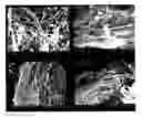 Fig. 01 - EFFECT OF RADIATION ON CELLULASE ENZYMES