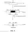Fig. 07 - Producing an immune response for reducing the risk of developing brucellosis
