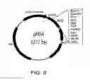 Fig. 09 - Producing an immune response for reducing the risk of developing brucellosis
