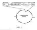 Fig. 02 - Method producing an immune response for reducing the risk of developing brucellosis