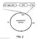 Fig. 03 - Method producing an immune response for reducing the risk of developing brucellosis