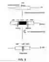 Fig. 07 - Method producing an immune response for reducing the risk of developing brucellosis