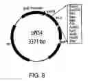 Fig. 09 - Method producing an immune response for reducing the risk of developing brucellosis