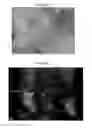 Fig. 07 - Stem Cell Culture Methods