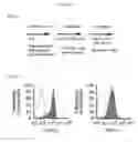 Fig. 15 - Simplified basic media for human pluripotent cell culture