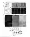 Fig. 08 - CELL LINES USEFUL FOR ASSESSING MODULATION OF AUTOPHAGY