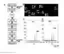 Fig. 37 - Devices and Methods for Producing and Analyzing Microarrays