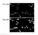 Fig. 41 - Devices and Methods for Producing and Analyzing Microarrays