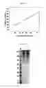 Fig. 02 - SPRAY-DRIED COLLECTIN COMPOSITIONS AND PROCESS FOR PREPARING THE SAME