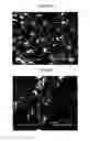 Fig. 20 - SPRAY-DRIED COLLECTIN COMPOSITIONS AND PROCESS FOR PREPARING THE SAME